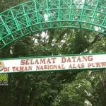 Misteri Alas Purwo Legenda Hutan Tertua di Pulau Jawa