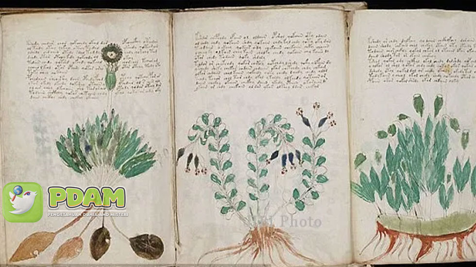 Misteri Manuskrip Voynich Buku Yang Terbuat Dari Kulit Anak Sapi