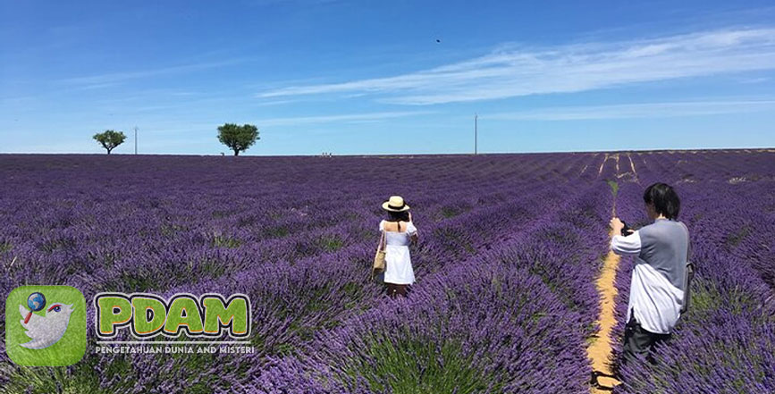 Ladang Lavender fields yang Besar & Banyak Terletak di Valensole