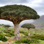 Dragon Blood Tree di Kepulauan Socotra Tentang Getah Merah