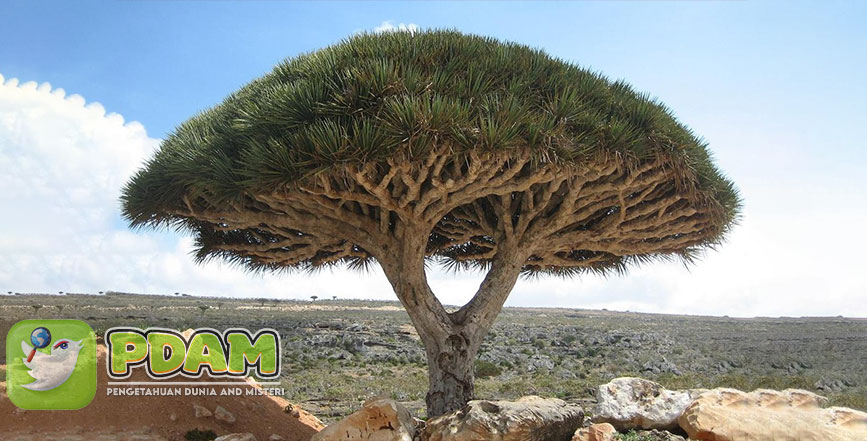 Dragon Blood Tree di Kepulauan Socotra Tentang Getah Merah