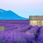 Ladang Lavender fields yang Besar & Banyak Terletak di Valensole