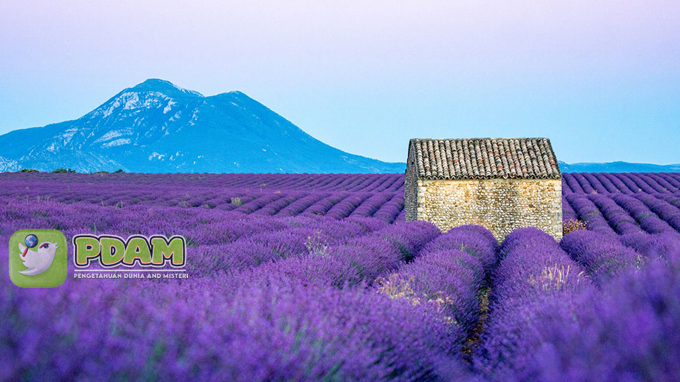 Ladang Lavender fields yang Besar & Banyak Terletak di Valensole