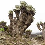 The Giant Groundsel Misteri Bunga Besar di Gunung Afrika Timur