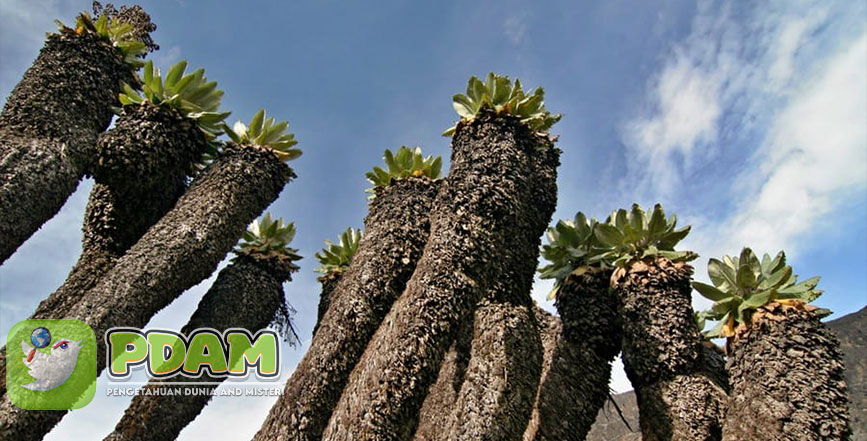 The Giant Groundsel Misteri Bunga Besar di Gunung Afrika Timur