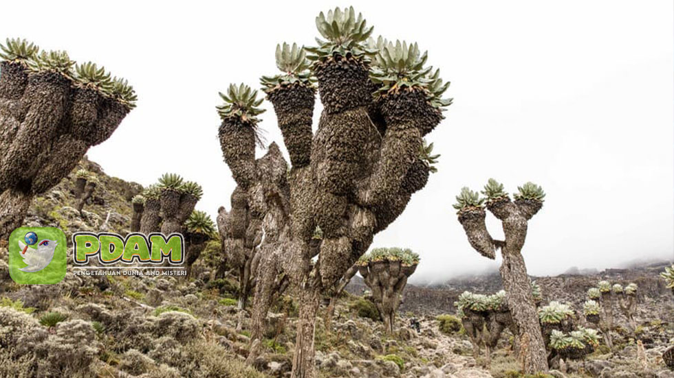 The Giant Groundsel Misteri Bunga Besar di Gunung Afrika Timur