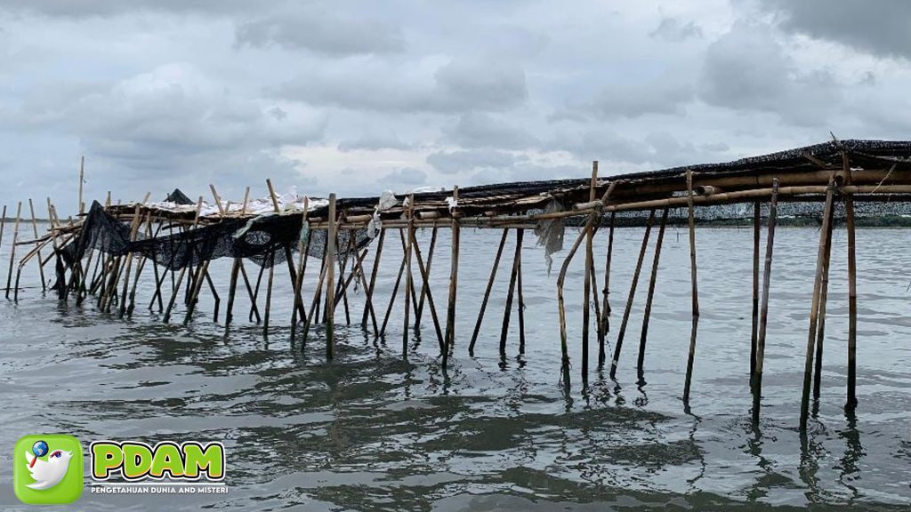 Penampakan Pagar Laut Misterius di Perairan Tangerang