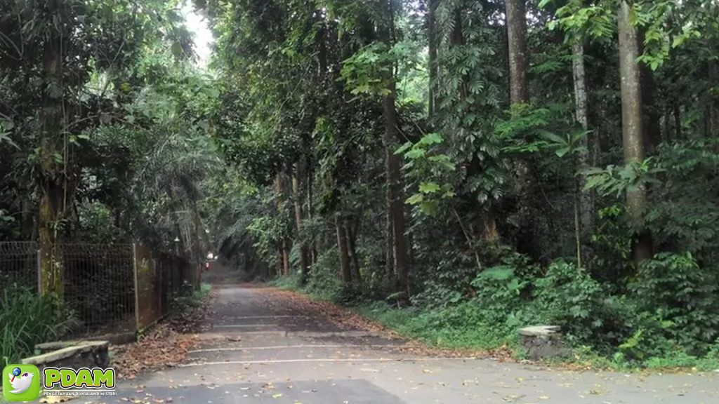 Hutan CIFOR: Mengungkap Keanehan & Misteri di Balik Kehijauan