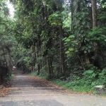 Hutan CIFOR: Mengungkap Keanehan & Misteri di Balik Kehijauan