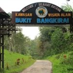 Bukit Bangkirai: Lebih dari Wisata, Menelusuri Misterinya