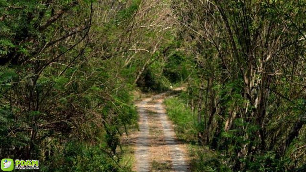 Hutan Wanagama: Keindahan Alam dan Misteri yang Menyertainya