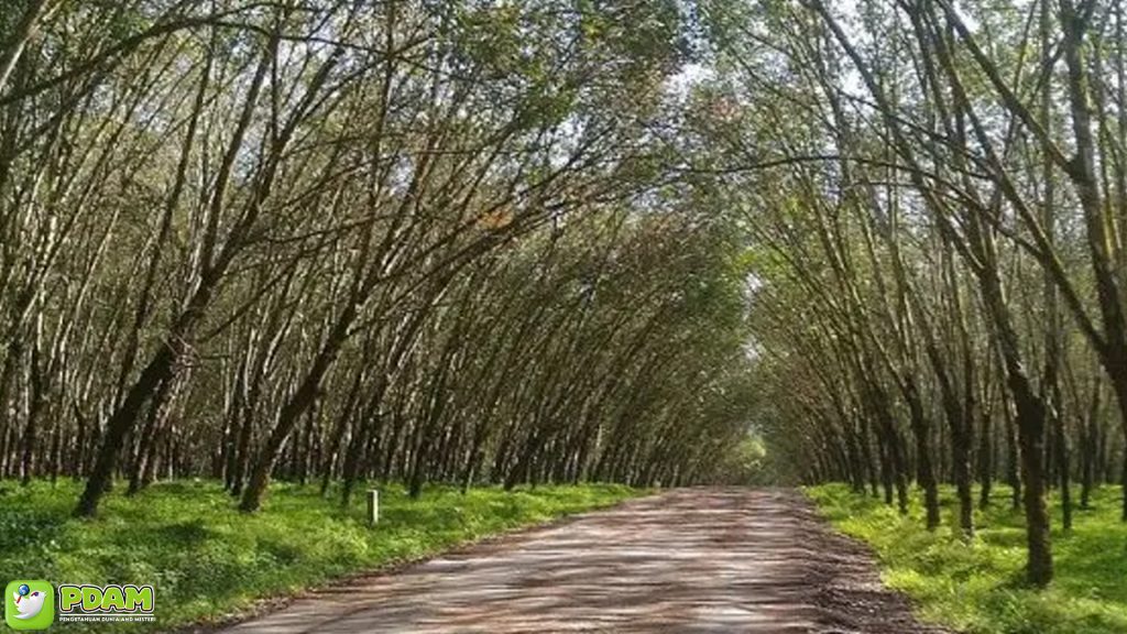 Perkebunan Trikora: Menelusuri Jejak Misteri yang Tersembunyi