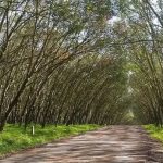 Perkebunan Trikora: Menelusuri Jejak Misteri yang Tersembunyi